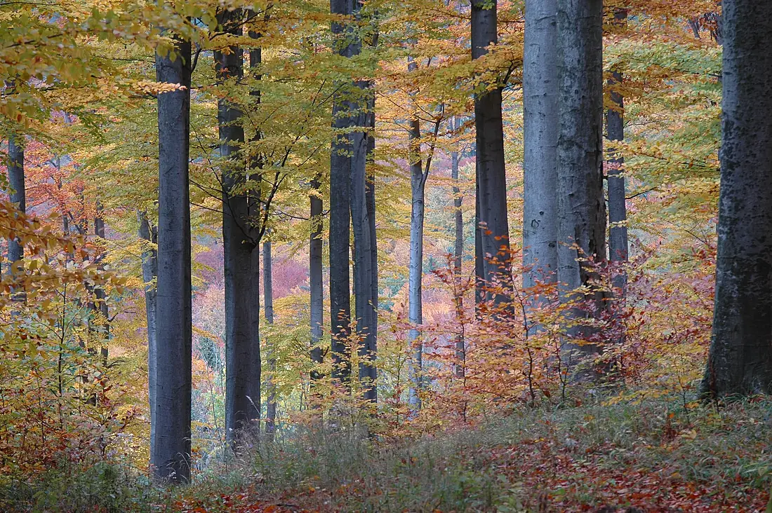 Dunkelsteinerwald-Herbst