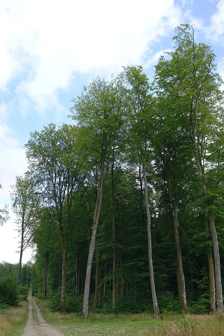 Forêt d'Eawy hêtres02