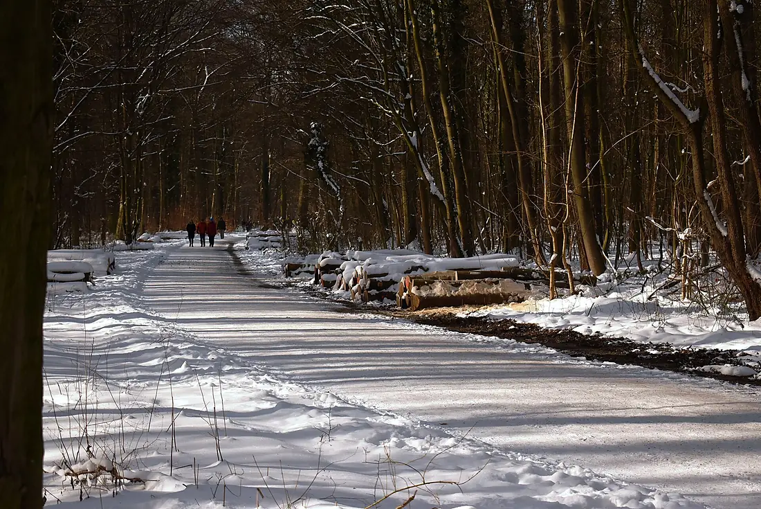 2021-02-14 Schnee in der Eilenriede