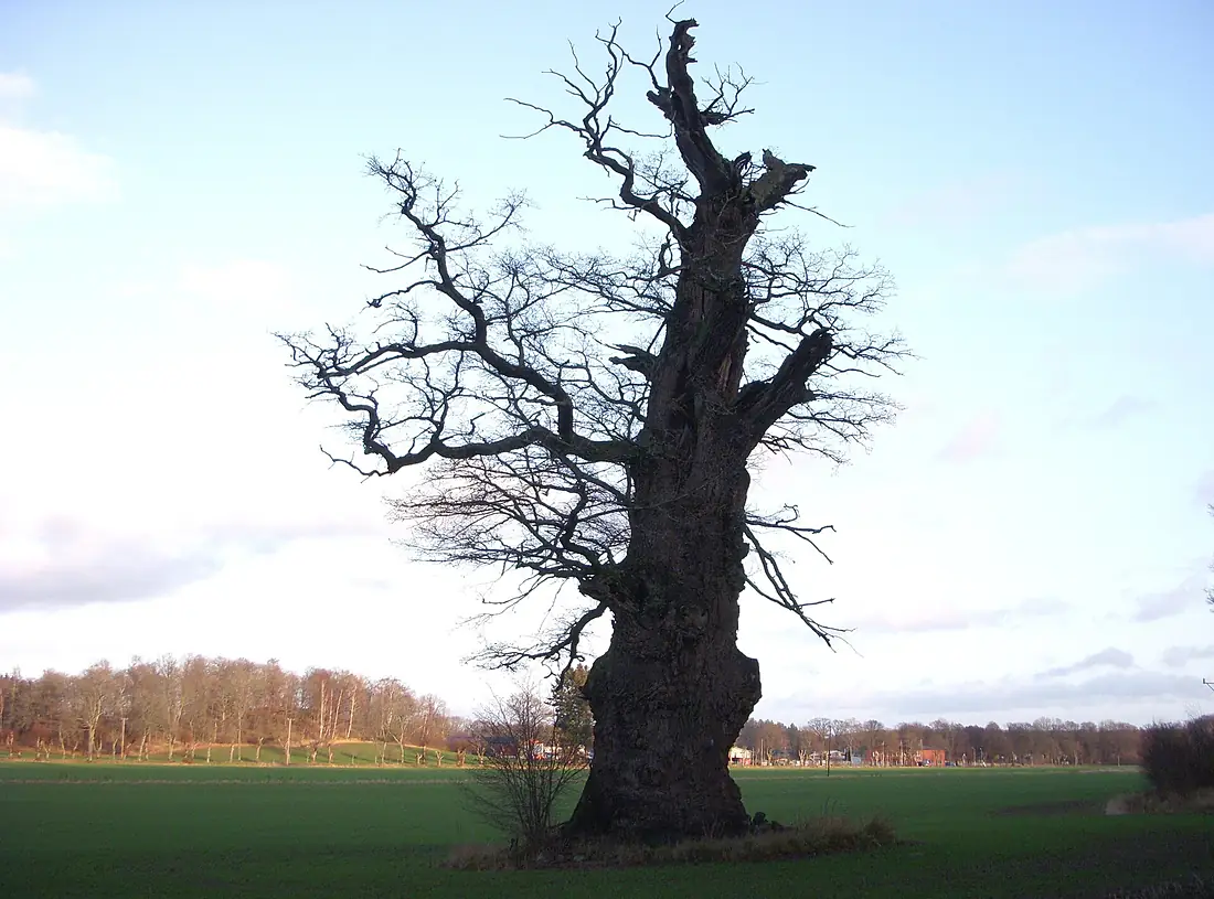 Ekebyhovseken dec 2011a