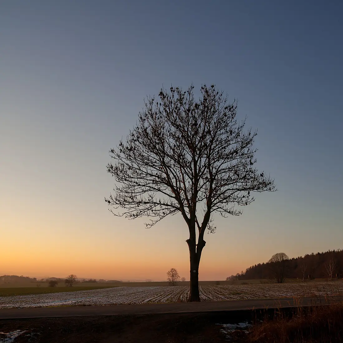 20190120 AmplebenElm LowerSaxony LoneTree DSC07077 PtrQs