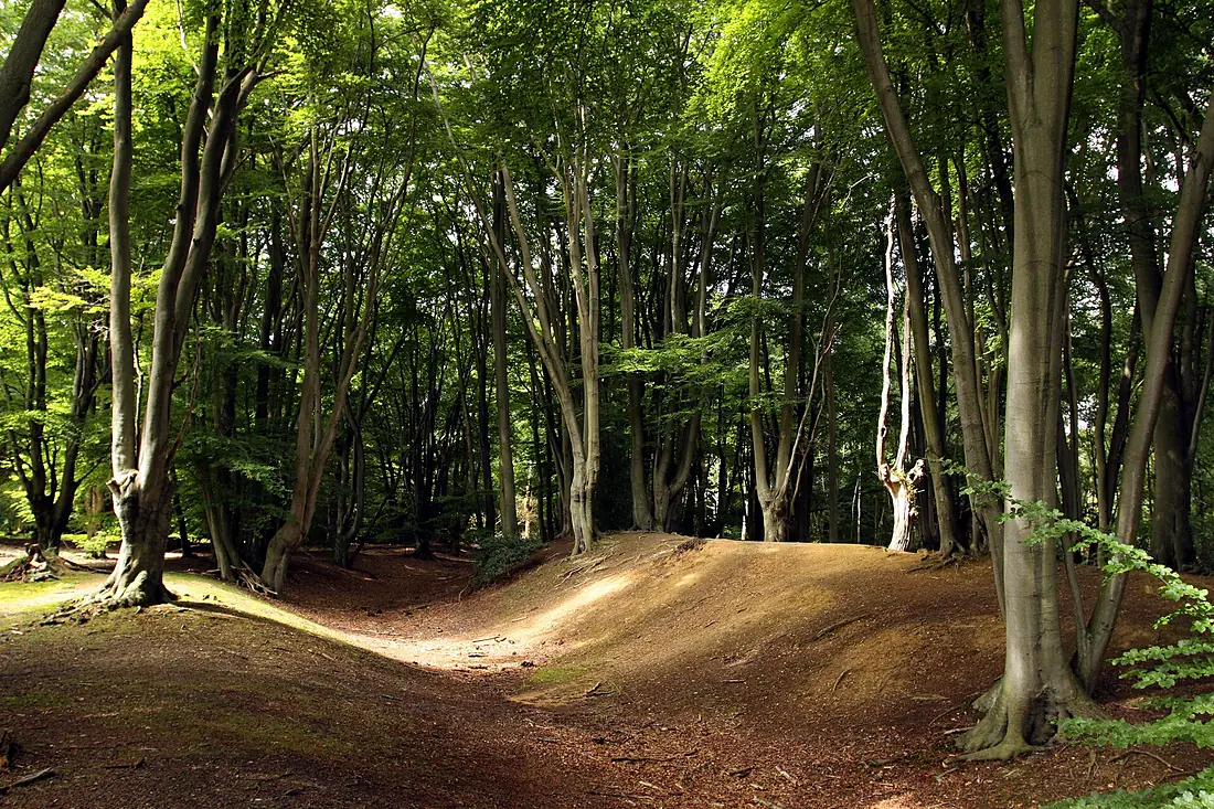 Ambresburg Banks in Epping Forrest in London, August 2013 (1)