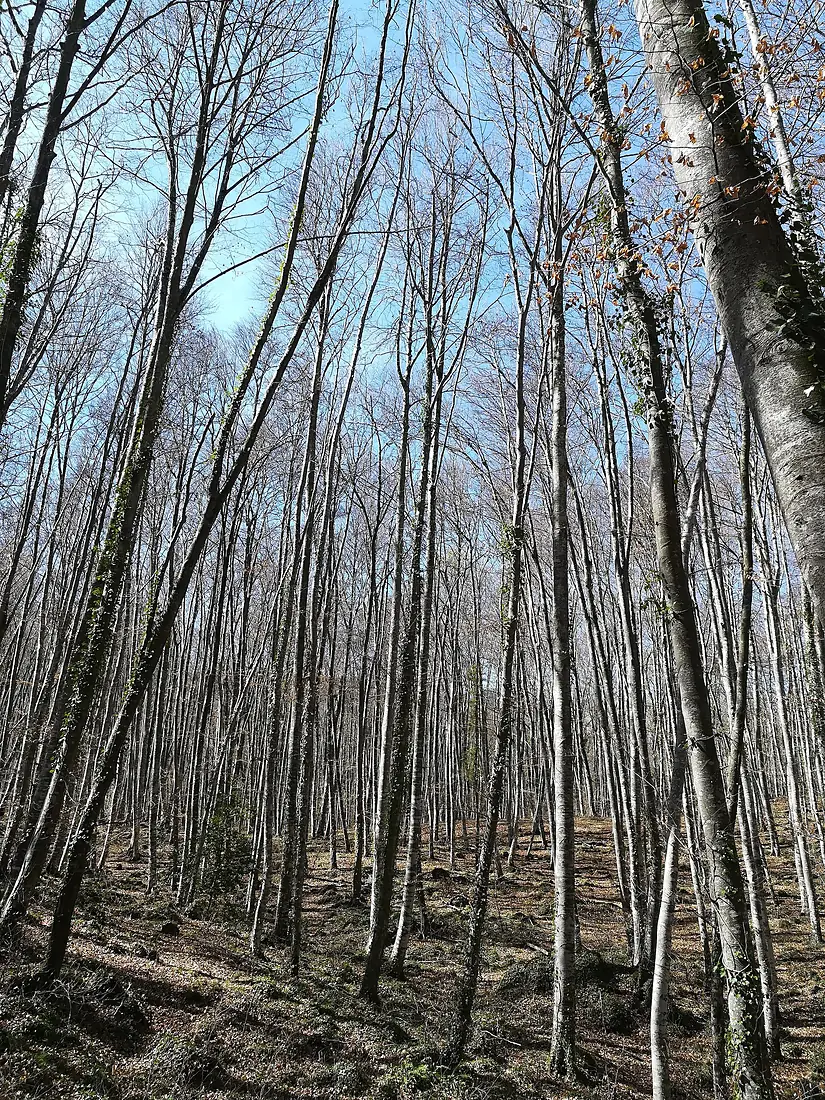 17 Fageda d'en Jordà (Santa Pau)