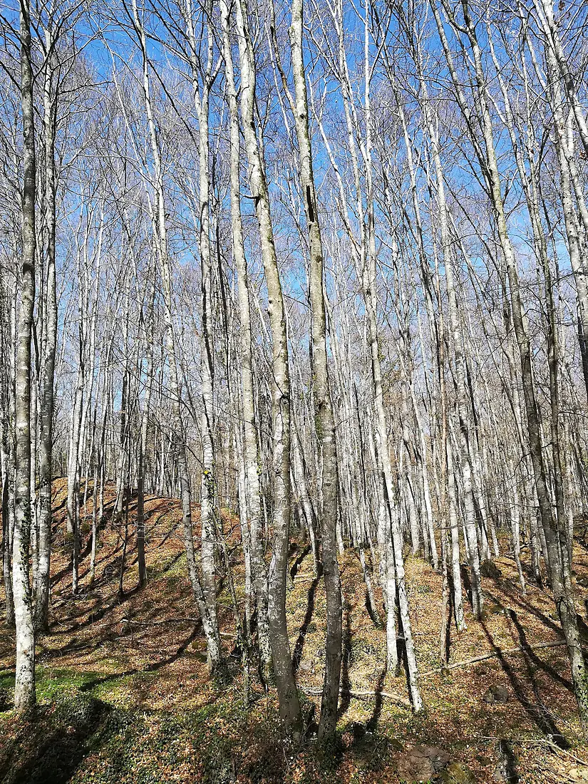 18 Fageda d'en Jordà (Santa Pau)
