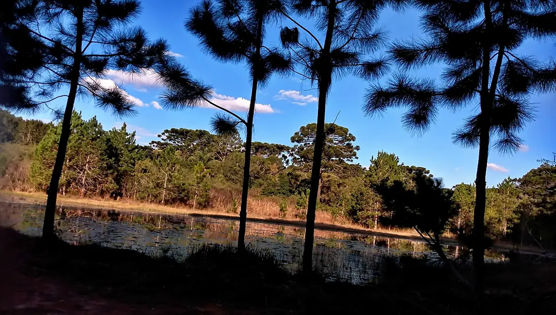 Floresta Nacional de Irati - Phisaky (02)