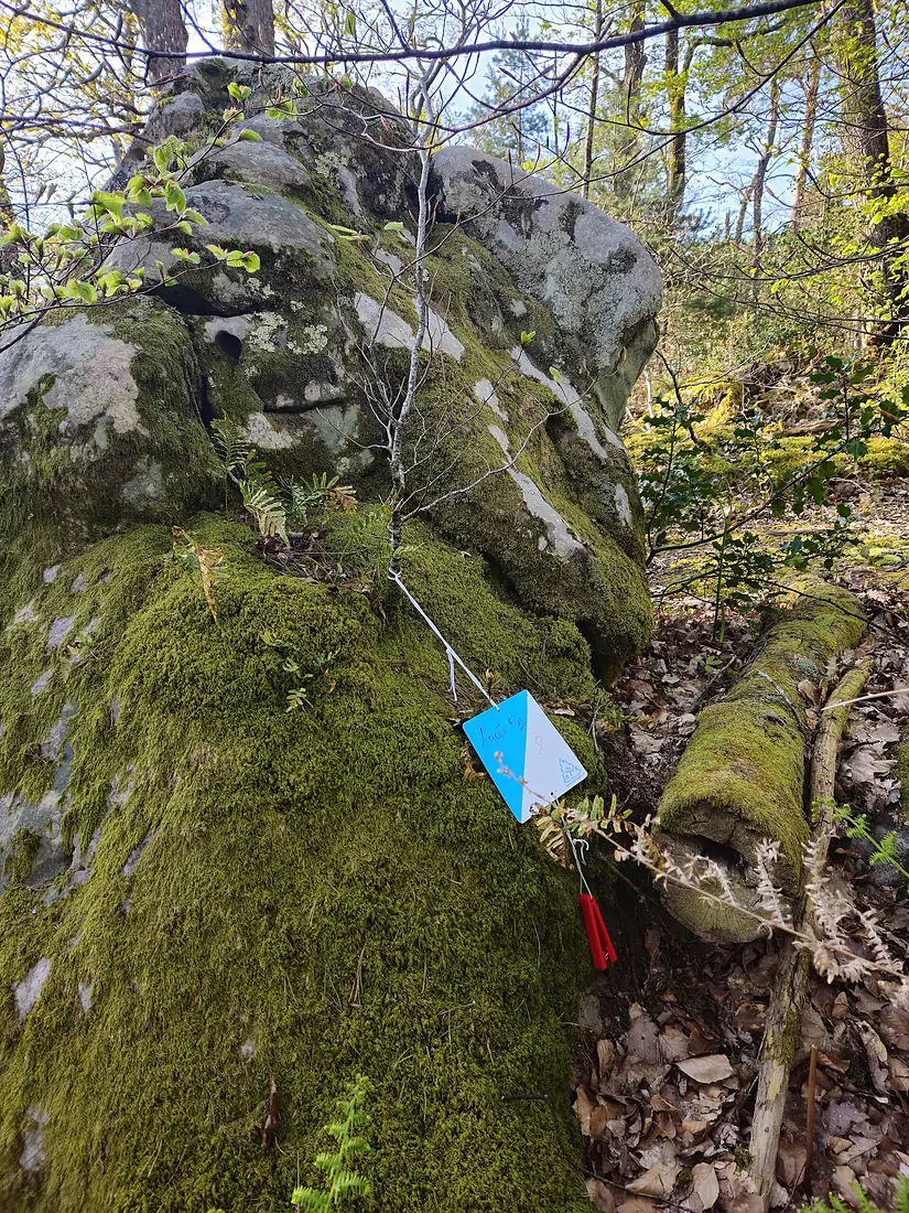 2024-04-12 18-54-53 - Fontainebleau - Forêt