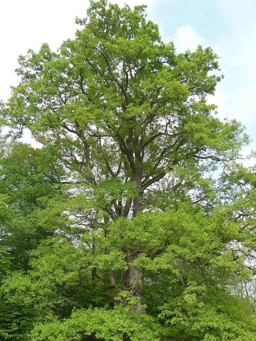 Chêne de Haguenau