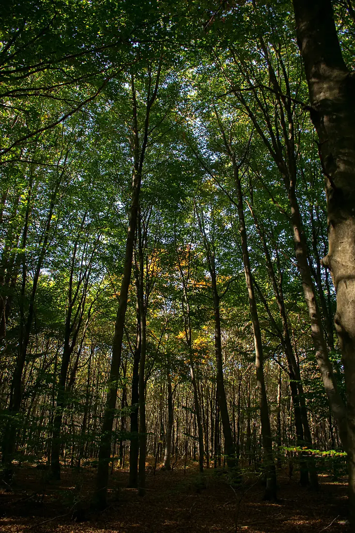 Forêt de Rambouillet — automne 2018 (1)