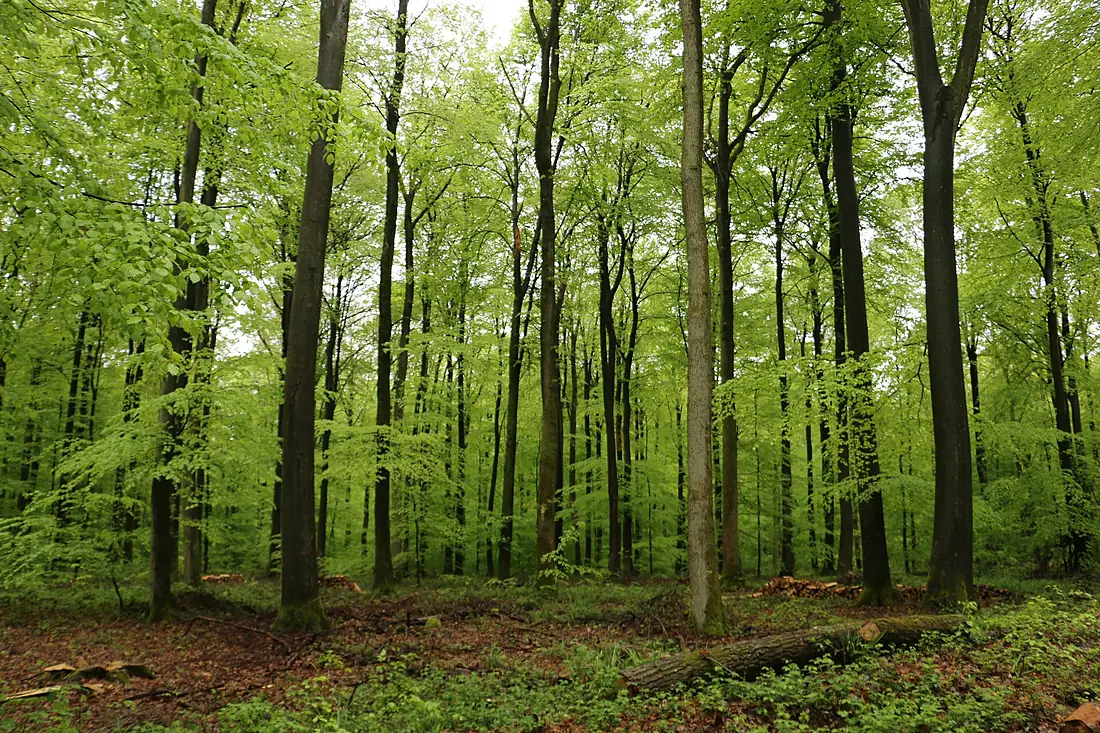 Forest of Retz, France