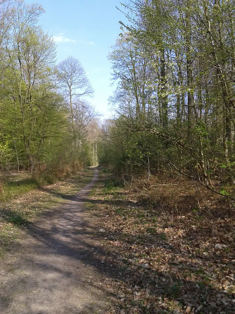 Forêt de Saint Germain en Laye