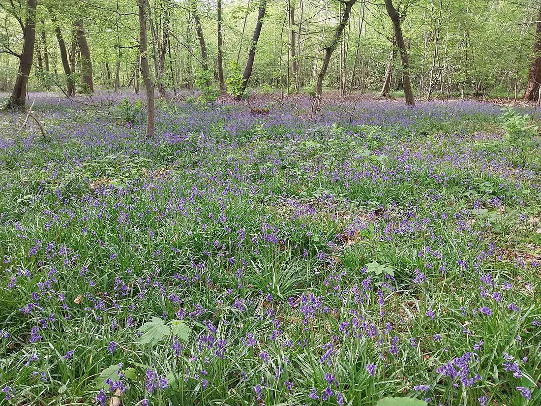 Jacinthes des bois Saint-Germain-en-Laye 2024