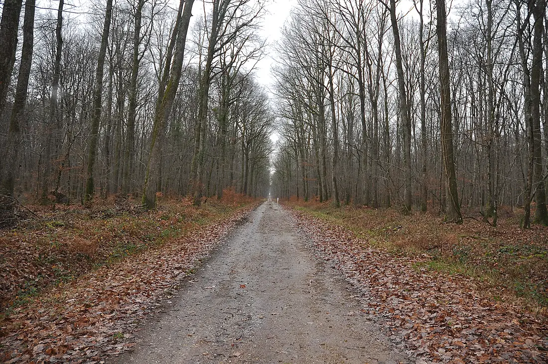 Forêt deTronçais près du chêne carré.