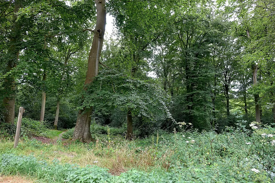 2016 - Forêt de Brotonne02