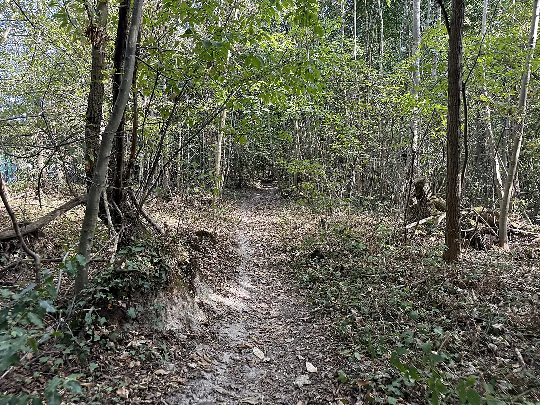 Forêt Marly Roi - Marly-le-Roi (FR78) - 2026-09-05 - 2