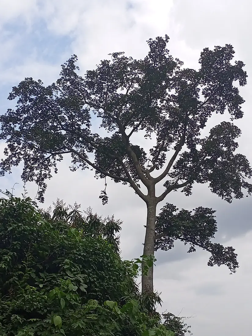 Arbre de grande taille dans la forêt de Missahoè 17