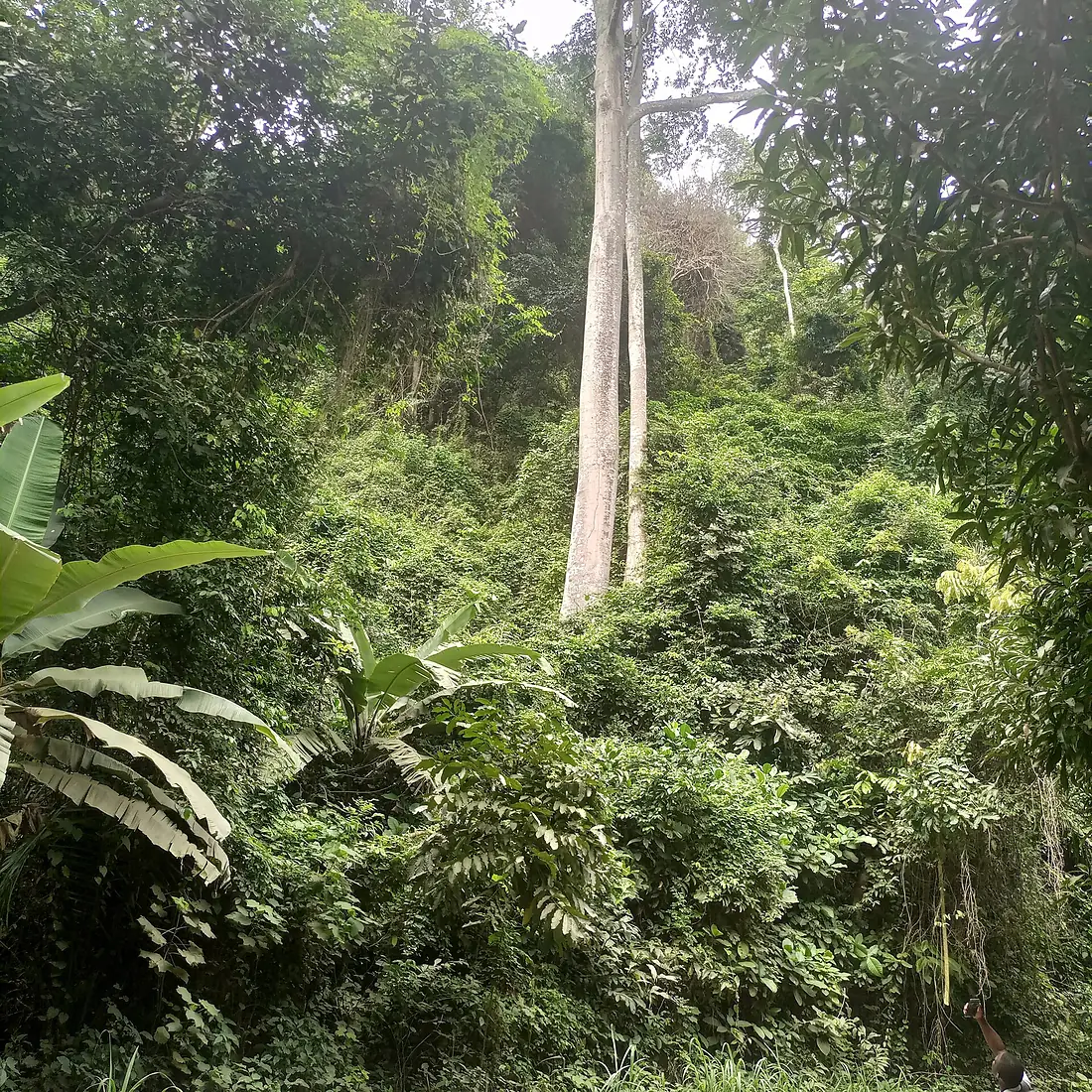 Image arbre missahoè