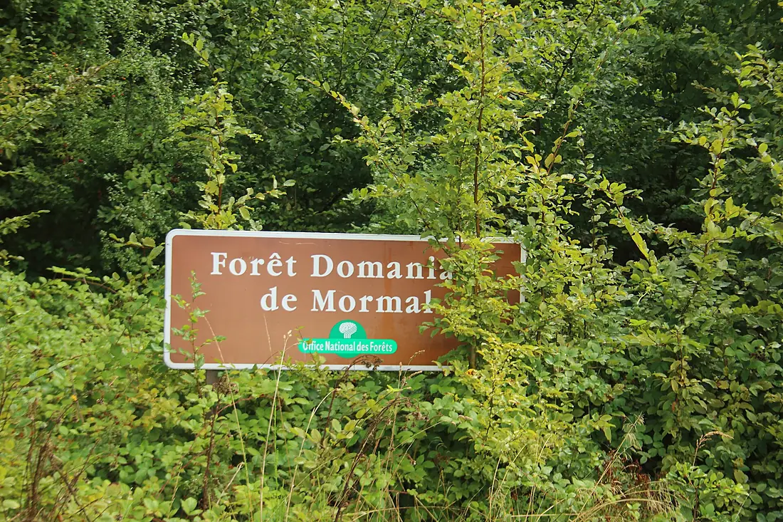 Forêt de Mormal 02