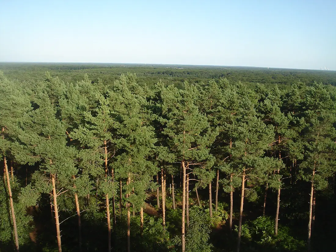 Forêt d'Orléans depuis Les Caillettes 04