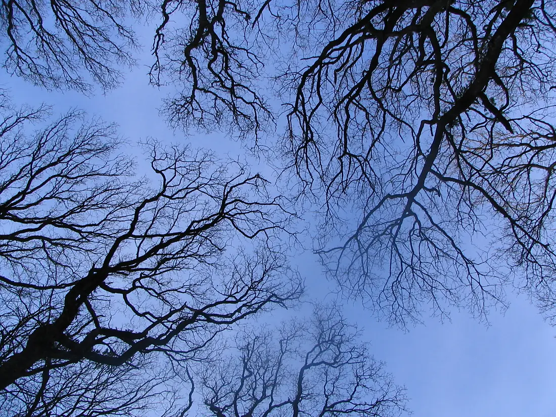 Foret du cranou (2)