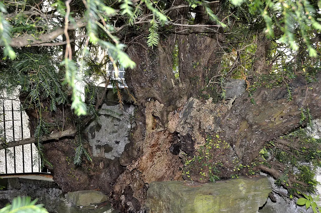 Fortingale Yew - DSC0106 4561