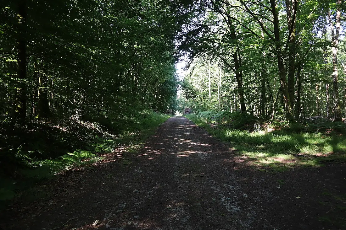 Landéan(35)La route forestière de Clairdouet en Forêt de Fougères 02