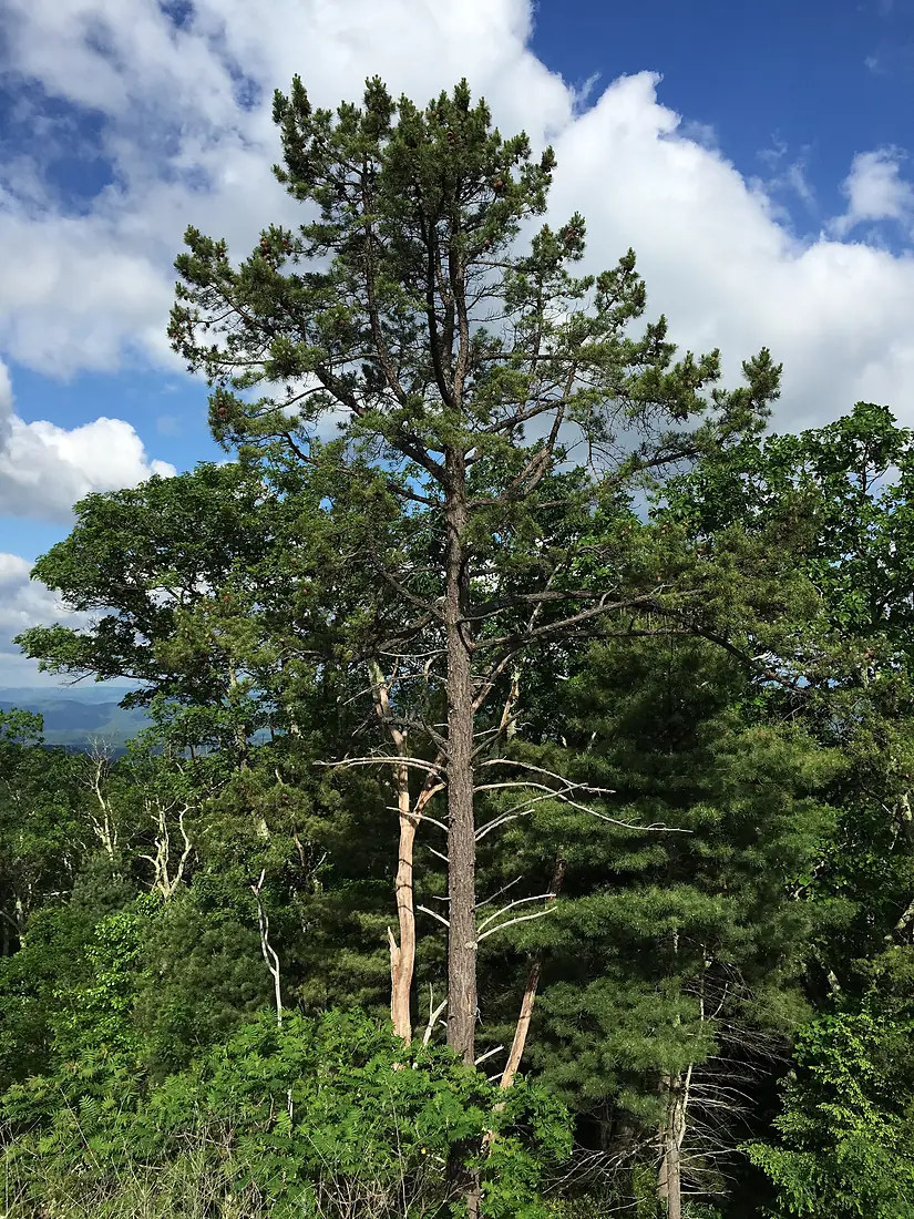 2016-06-06 08 57 22 Pine along U.S. Route 33 (Blue Gray Trail) near the High Knob Trailhead in southeastern Pendleton County, West Virginia