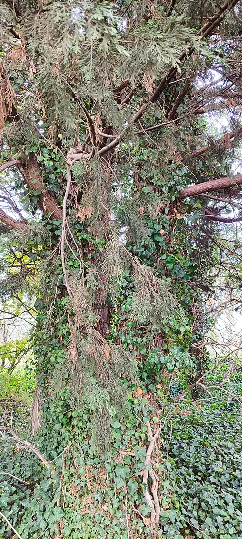 Forest in UK (40613)