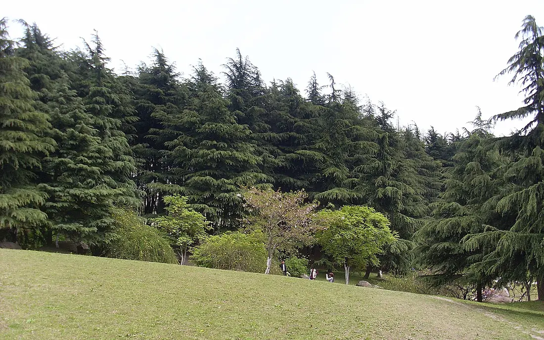 松林 - panoramio - dengzheng-yu