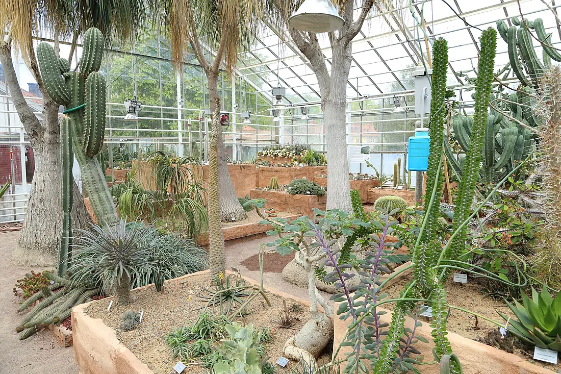 Göteborgs botaniska trädgård-IMG 6638