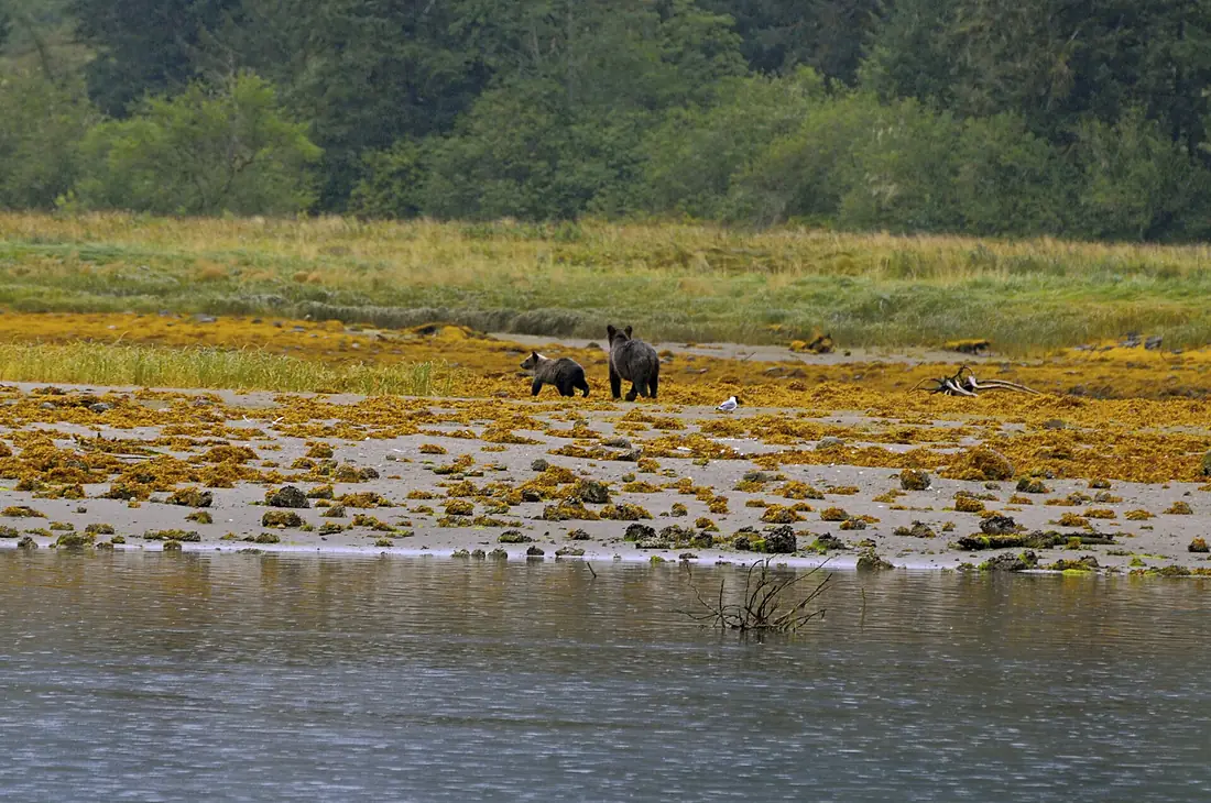 Day 6 Bears - panoramio - Jack Borno