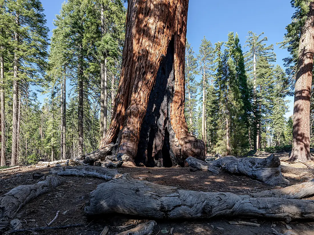 Yosemite National Park (CA, USA), Mariposa Grove of Giant Sequoias, Grizzly Giant -- 2022 -- 2754