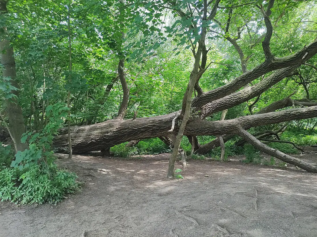 (20240607) Grunewald 01