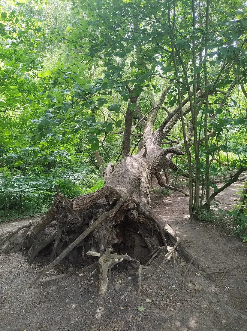 (20240607) Grunewald 02