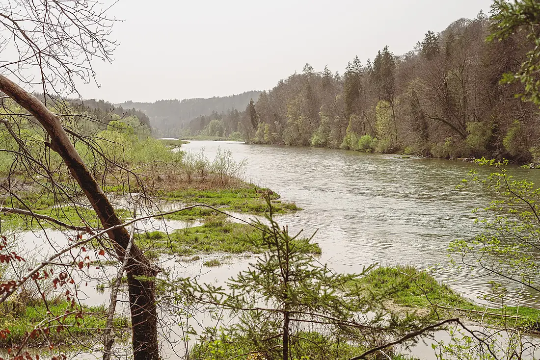 20240407 Isar Grünwalder Forst