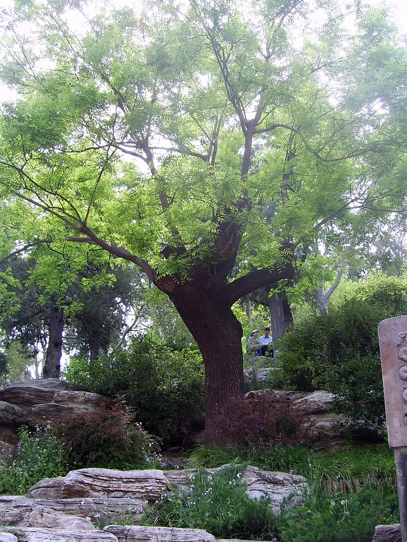 Jingshan - Styphnolobium japonicum
