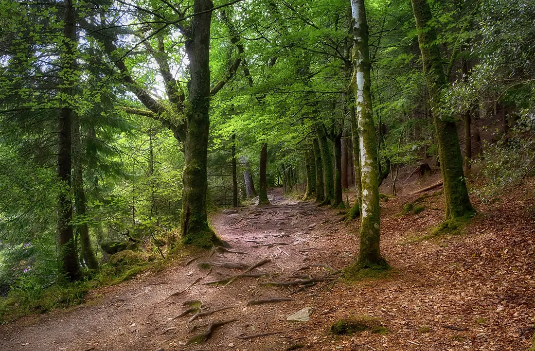 Gwydir Forest - Flickr - Petersrockypics