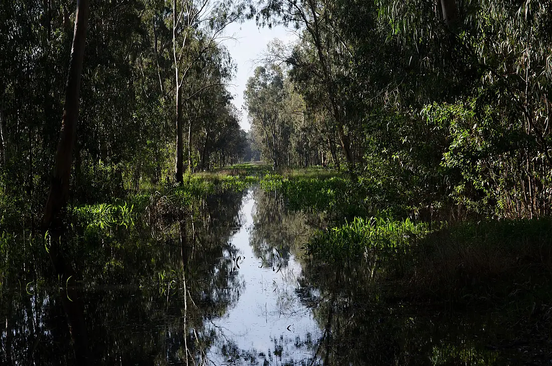 PikiWiki Israel 29554 Hedera forest
