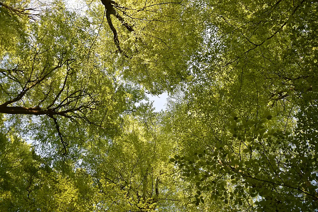 08.05.2016 Hahnheide 053