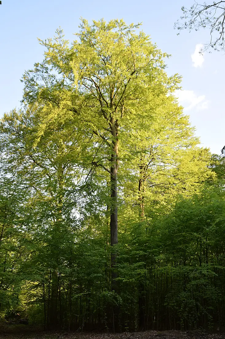 08.05.2016 Hahnheide 060