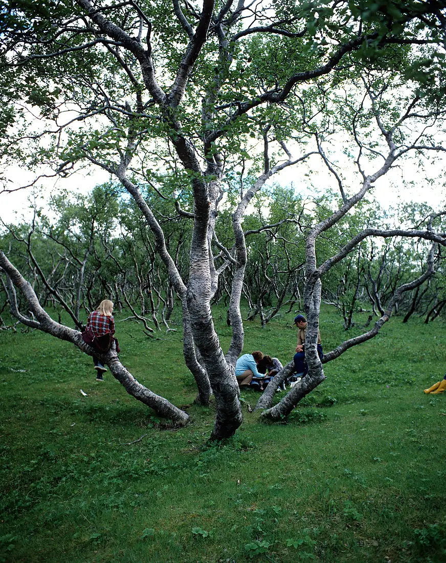 Hallormsstaðarskógi