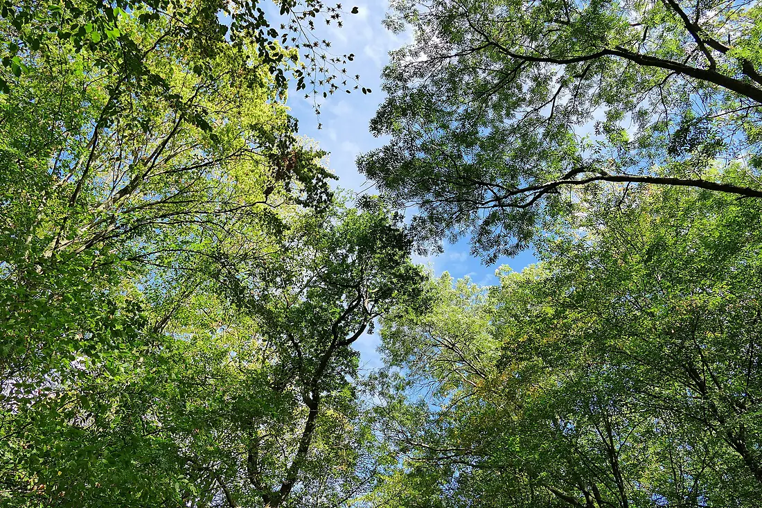 Hambacher Forst bei Morschenich DE 2018-09-09 F
