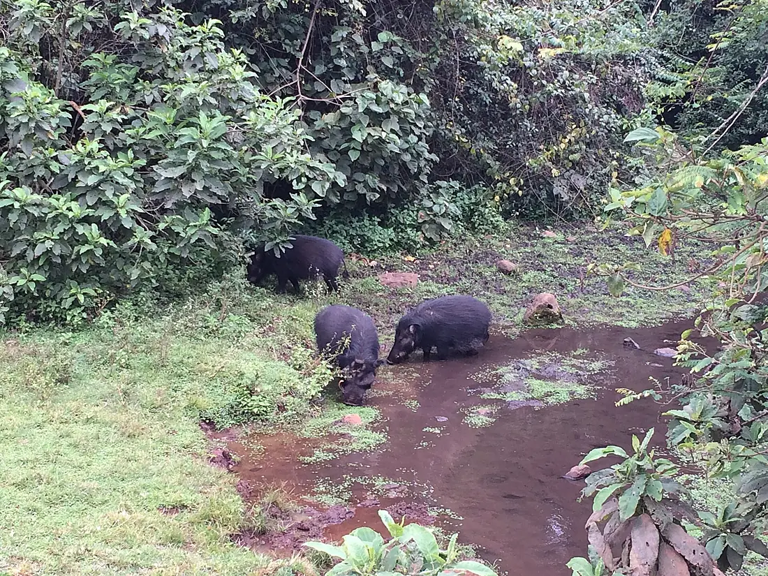 Hylochoerus meinertzhageni Harenna forest