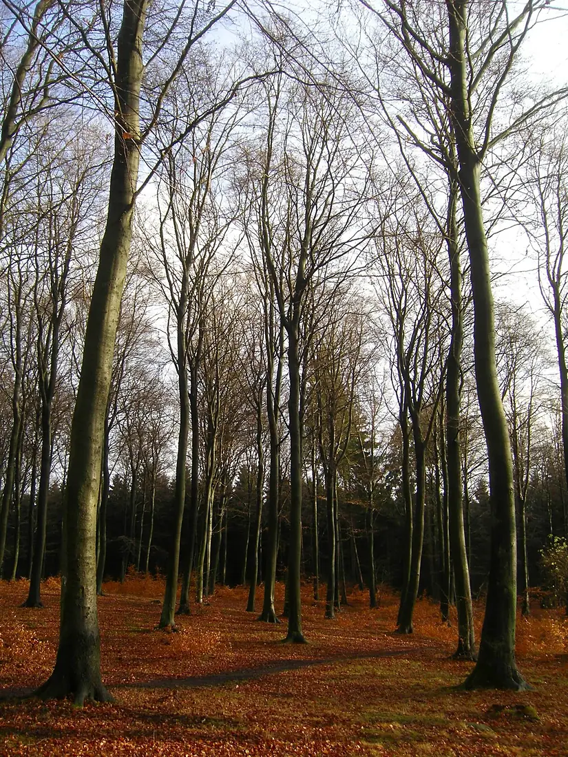 Hareskoven autumn