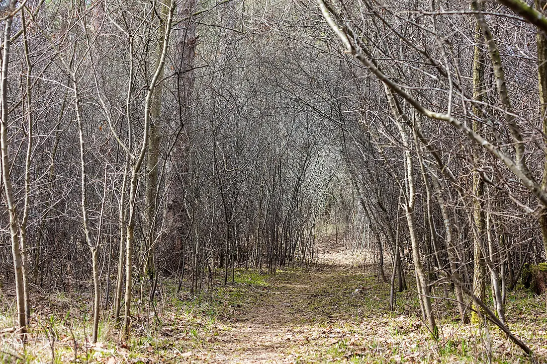 Túnel natural, Hartelholz, Múnich, Alemania, 2016-04-03, DD 06
