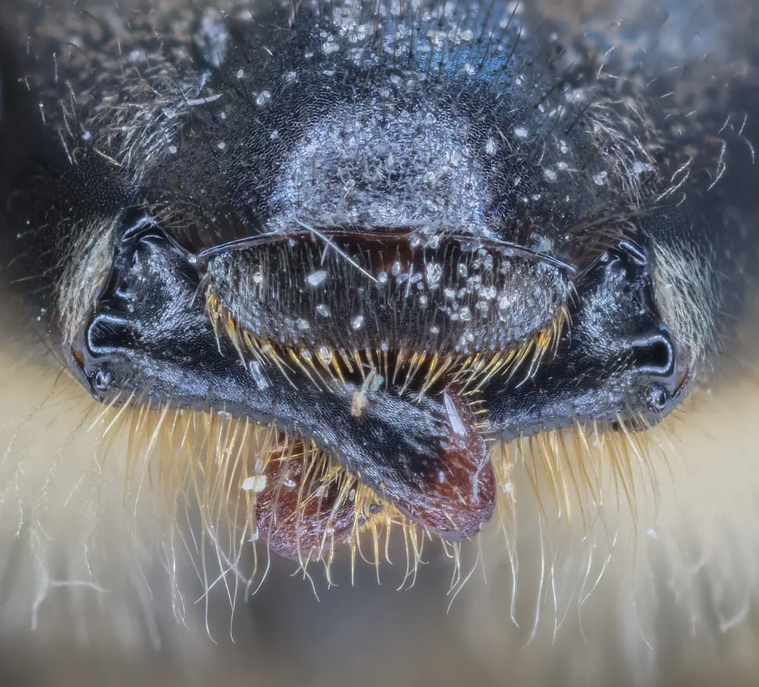 Abeja (Apis mellifera), Hartelholz, Múnich, Alemania, 2020-06-27, DD 104-111 FS