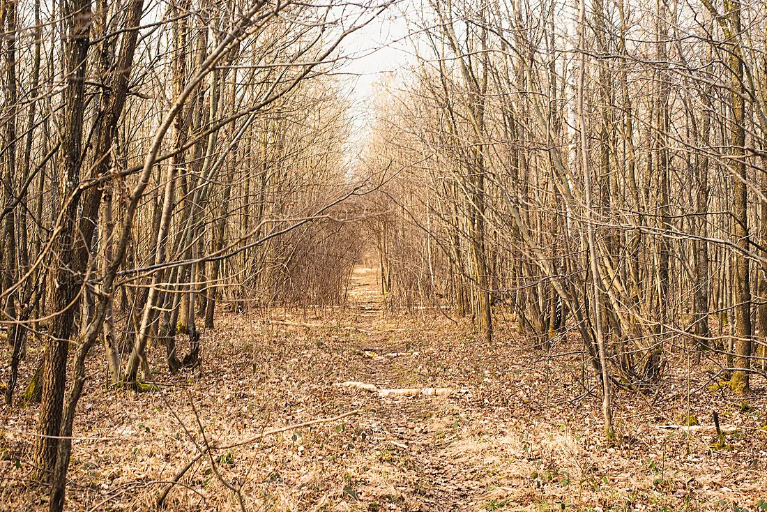 20220306 Hartelholz Wald