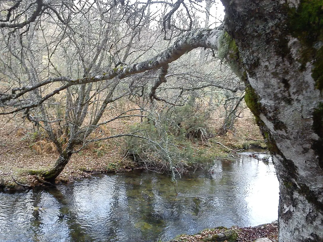 El Bosque de las Hadas (Hayedo de Montejo)