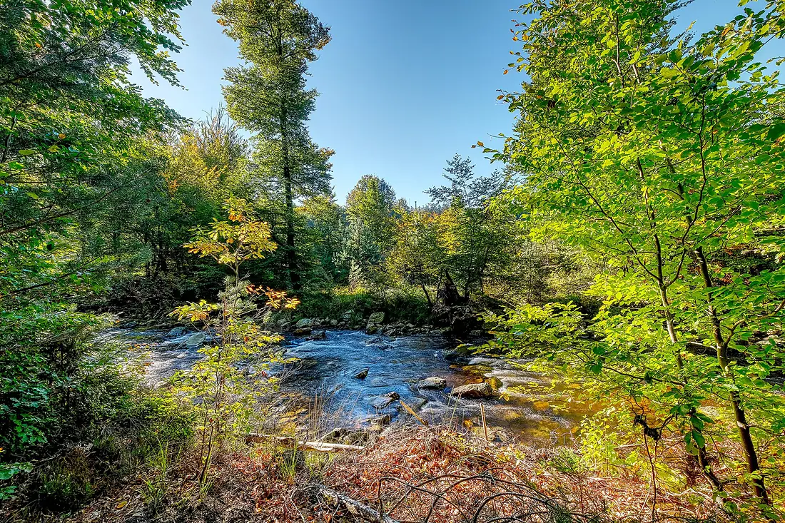 River in the Wood - Flickr - enneafive