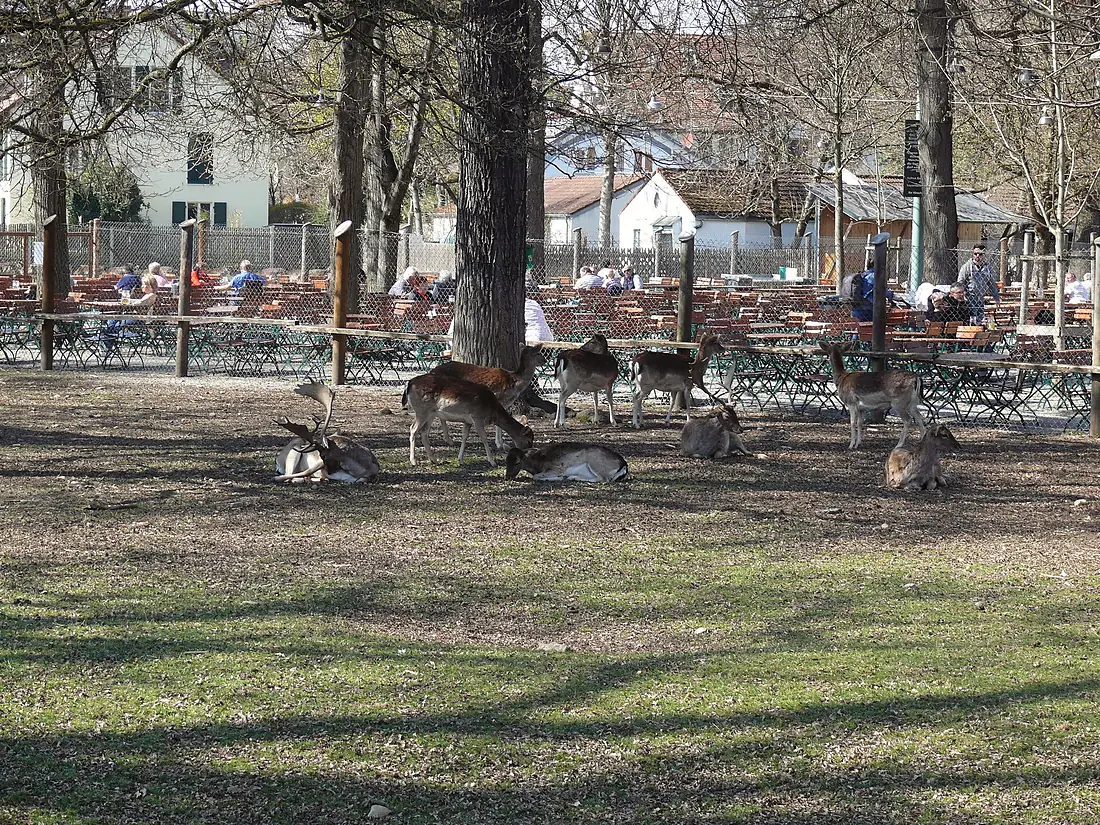 Damwild im Hirschgarten - München - 2022-03-28 - 802b