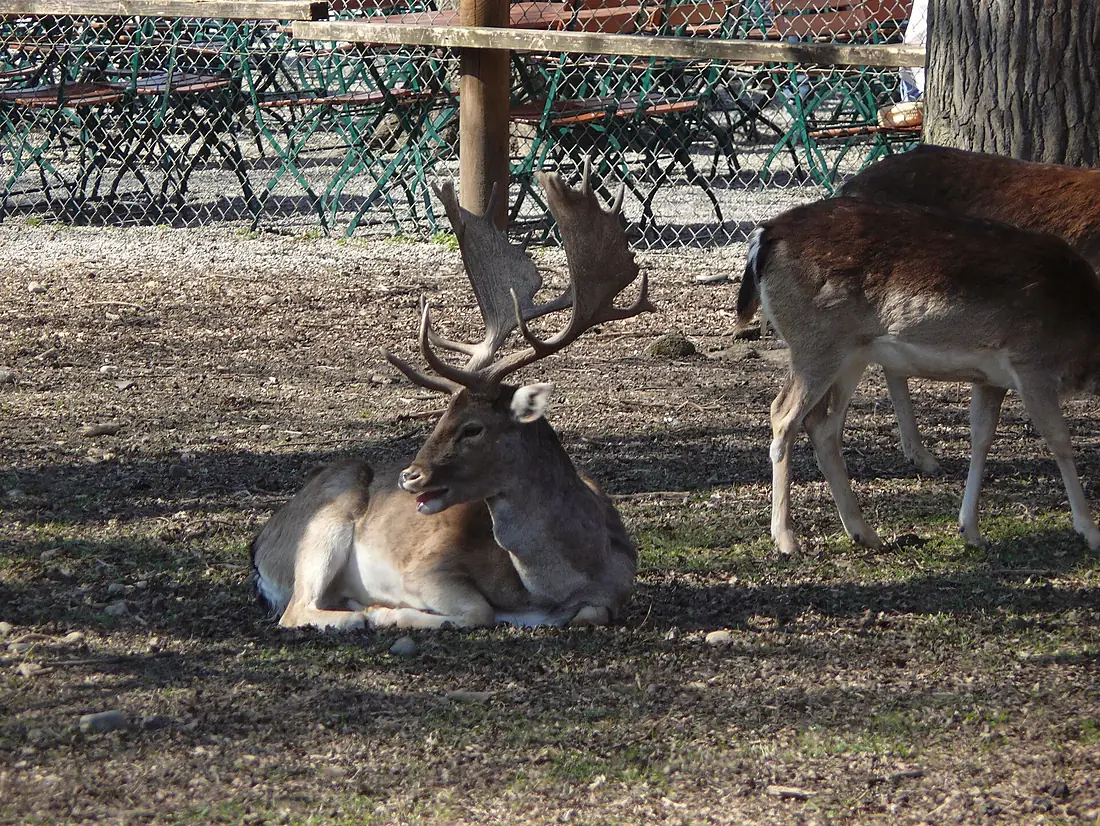 Damwild im Hirschgarten - München - 2022-03-28 - 804c
